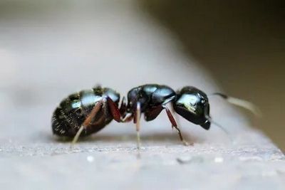 Уничтожение муравьев Щёлково